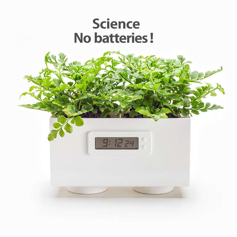 succulent clock LeGrow Plant Power Generation Clock【Science Toys】