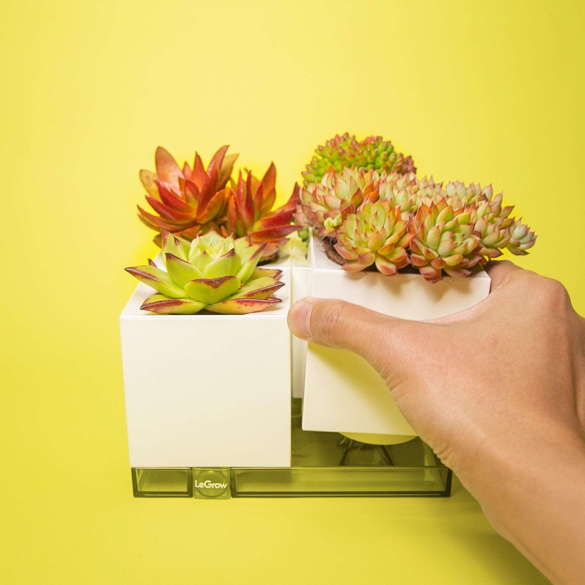 LeGrow Standard Planter with Self-watering System 7 Days Watering Free