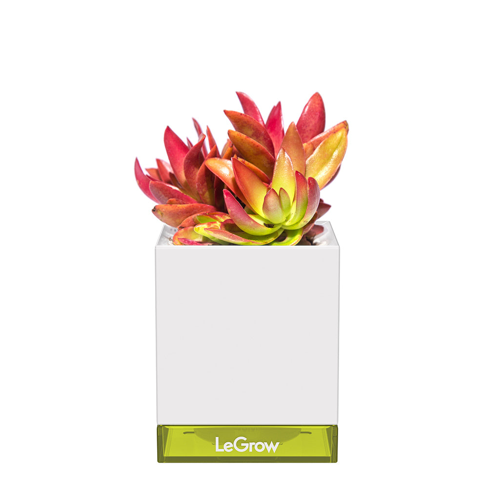 indoor plant starter kit Starter Kit | Self-watering Pot for Indoor Plants