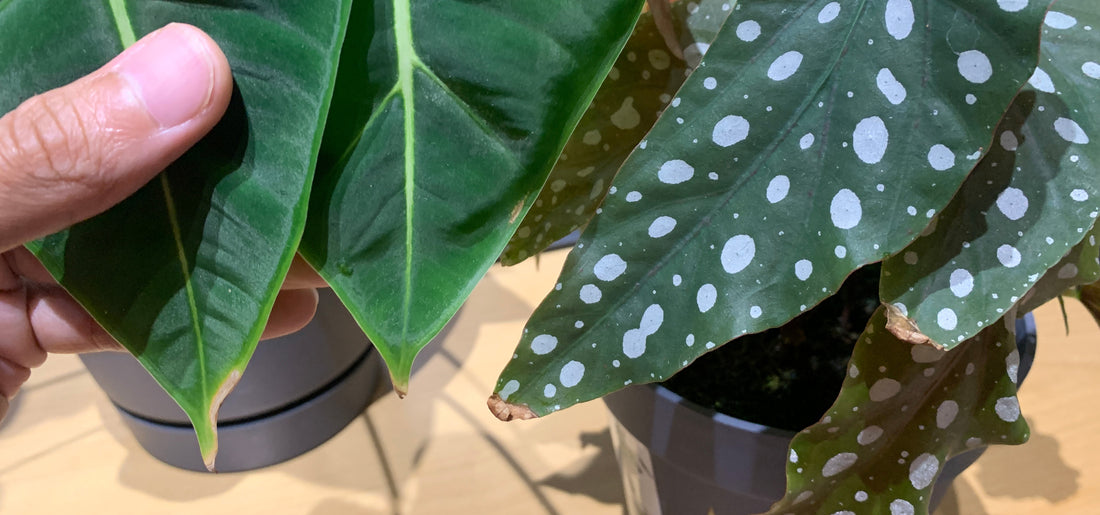 The Best Humidifier for Plants | LeGrow Indoor Garden Guide 2022