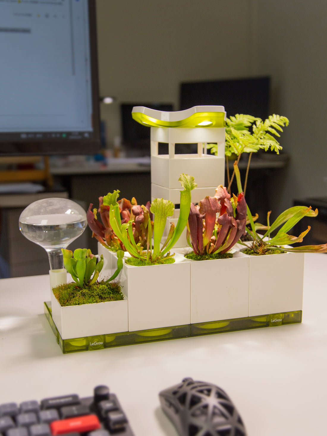 LeGrow100 project will design new combinations using existing LeGrow components or create new accessories for carnivorous. Sarracenia, sundew, VFT(Venus flytrap), Dionaea, nepenthes, Pinguicula ,Utricularia
