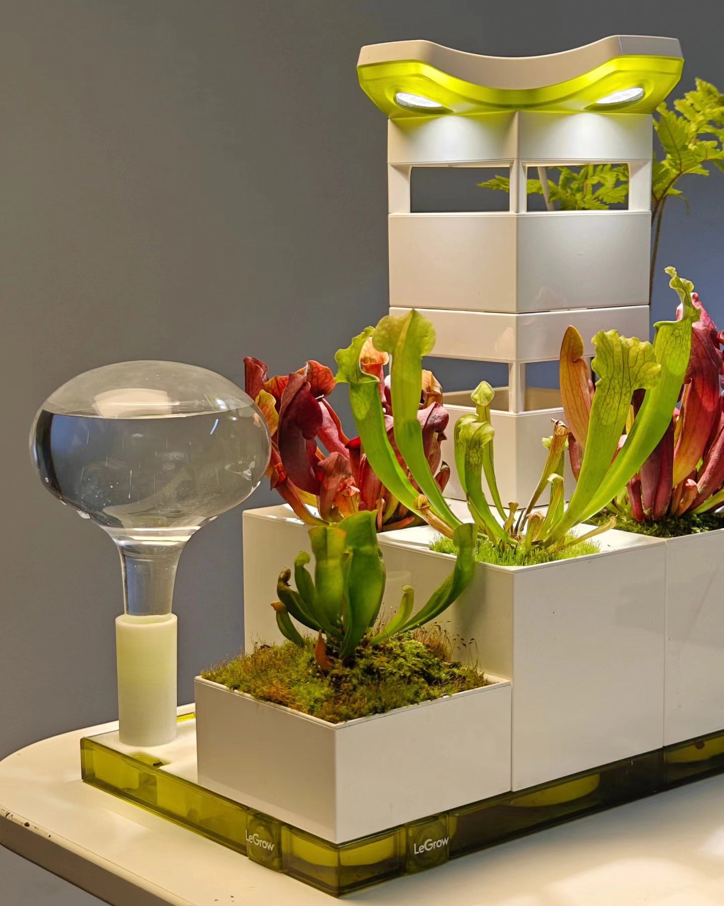 indoor predatory plants Sarracenia Carnivorous Garden Kit | Self-Watering Indoor Planter
