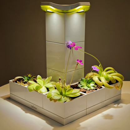 Pinguicula Garden |  LeGrow 10223