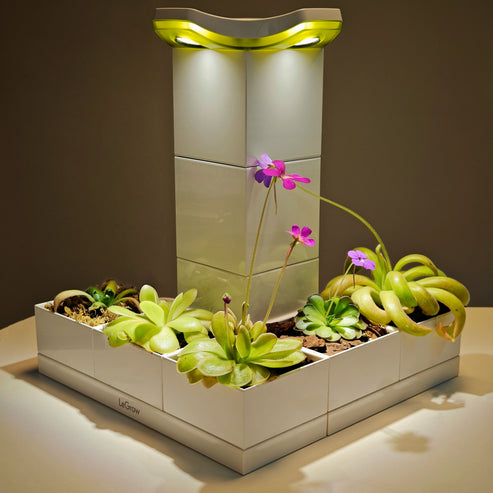 Pinguicula Garden | LeGrow 10223