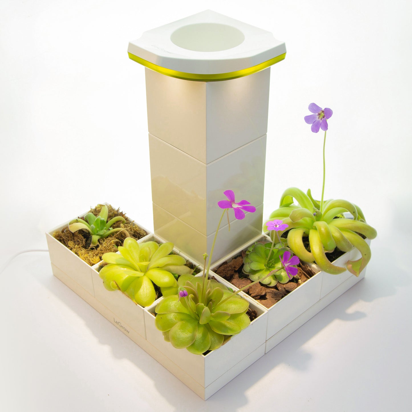 Pinguicula Garden |  LeGrow 10223