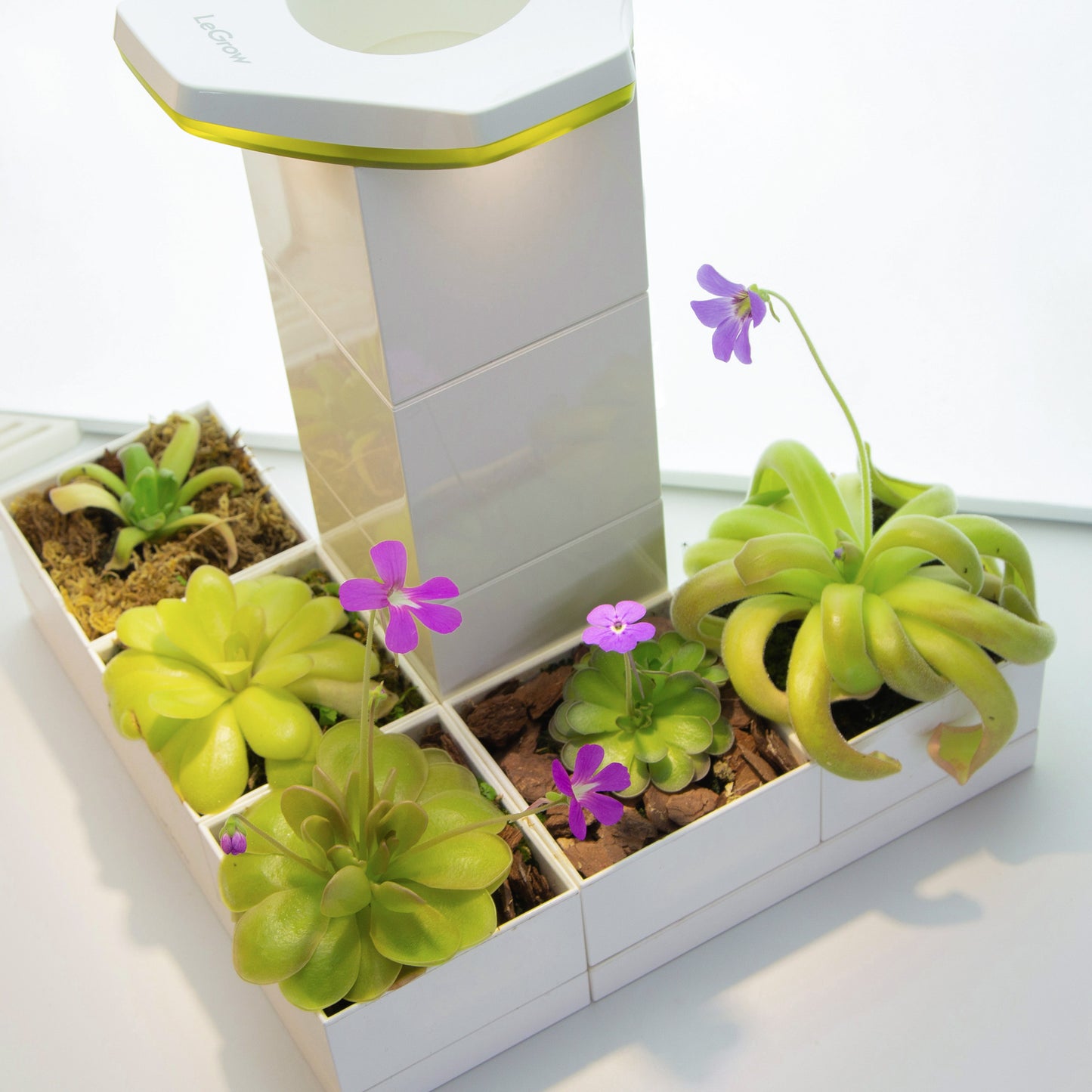 Pinguicula Garden |  LeGrow 10223