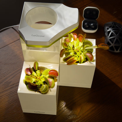 Venus flytraps Carnivorous Garden |  LeGrow100 (10226)