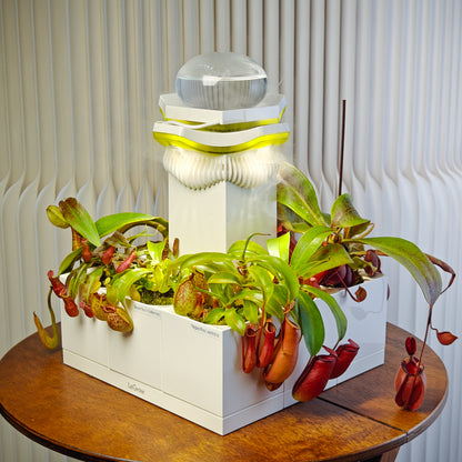Nepenthes Carnivorous Garden |  LeGrow 10227