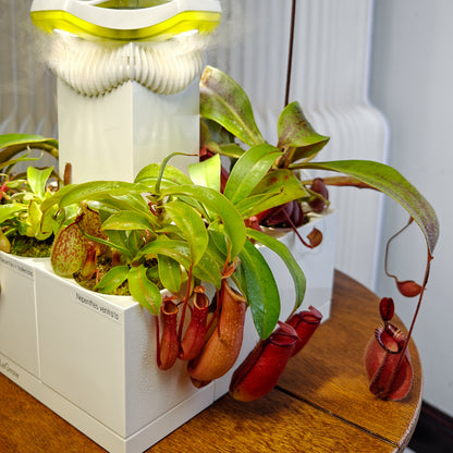 Nepenthes Carnivorous Garden |  LeGrow 10227