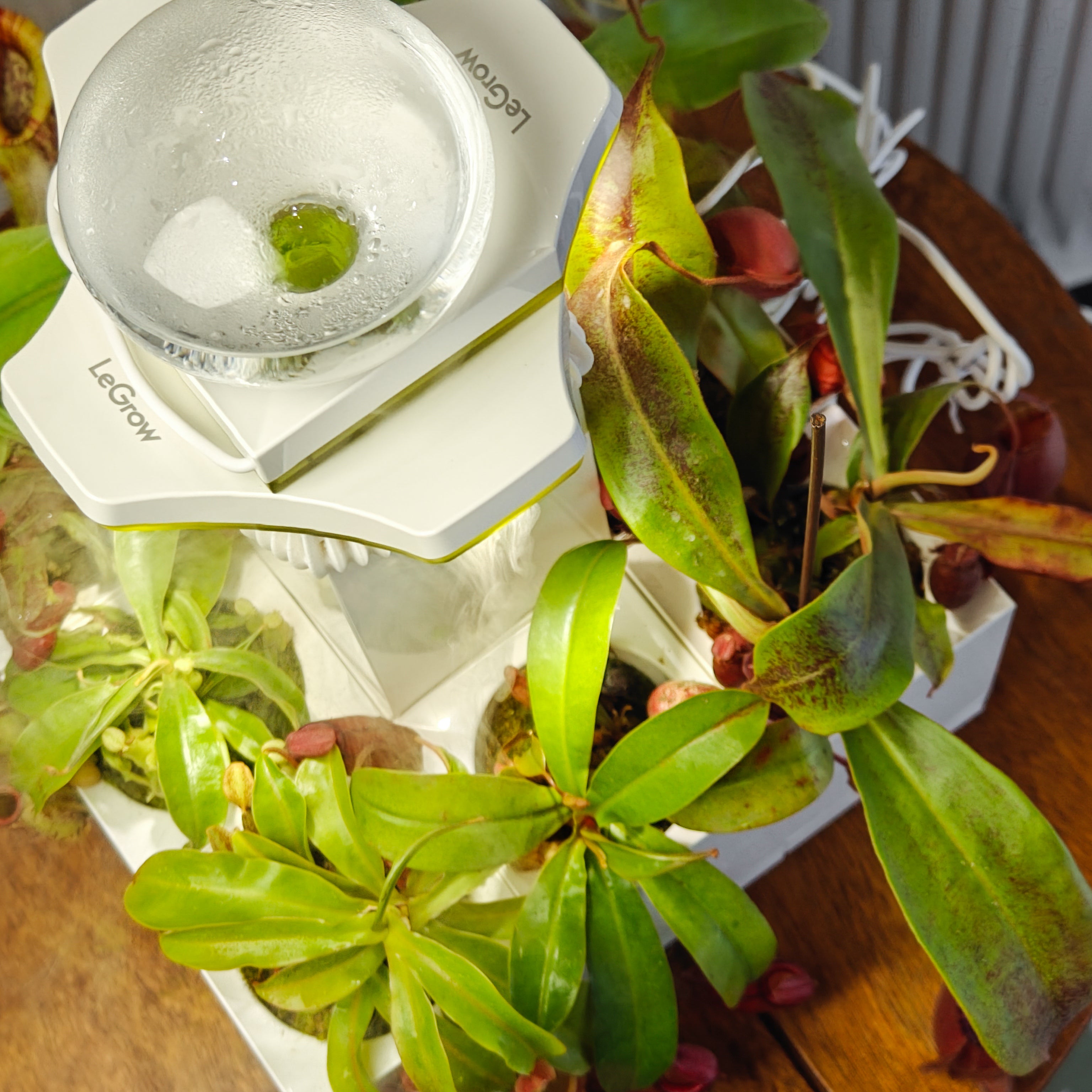 Nepenthes Carnivorous Garden | LeGrow 10227