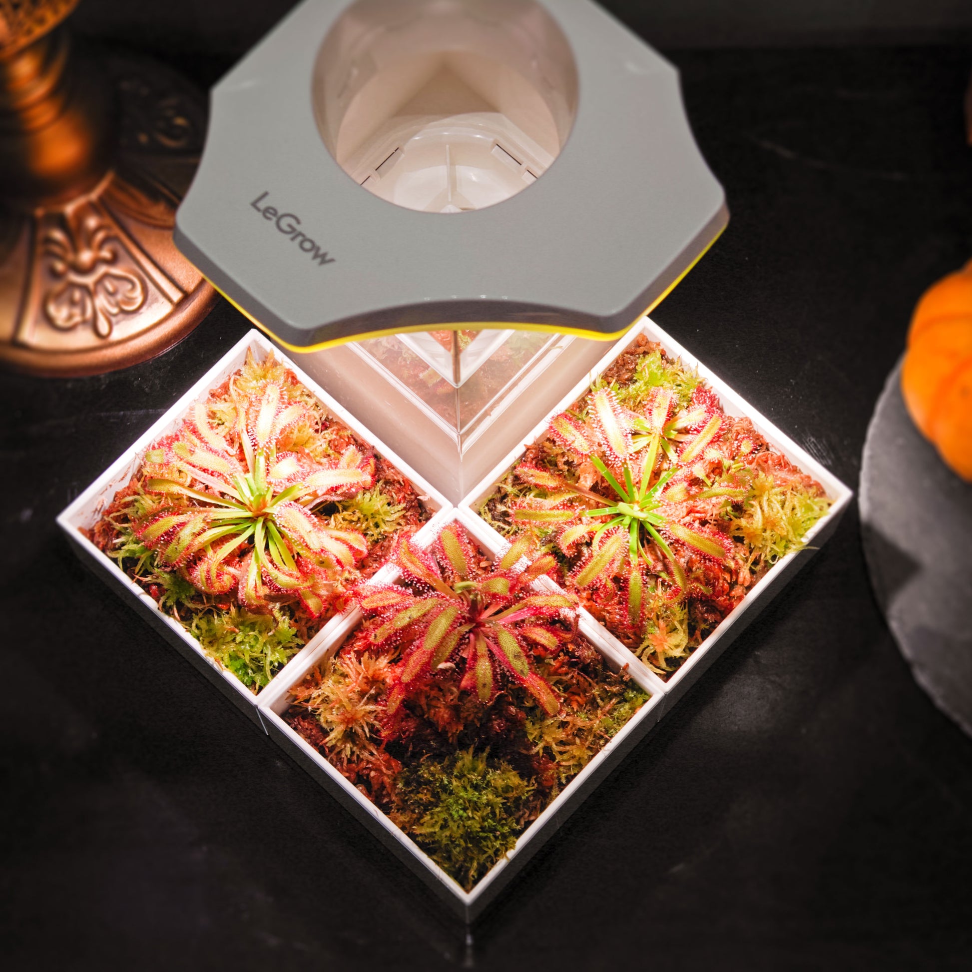 led grow lights for carnivorous plants Sundew Garden