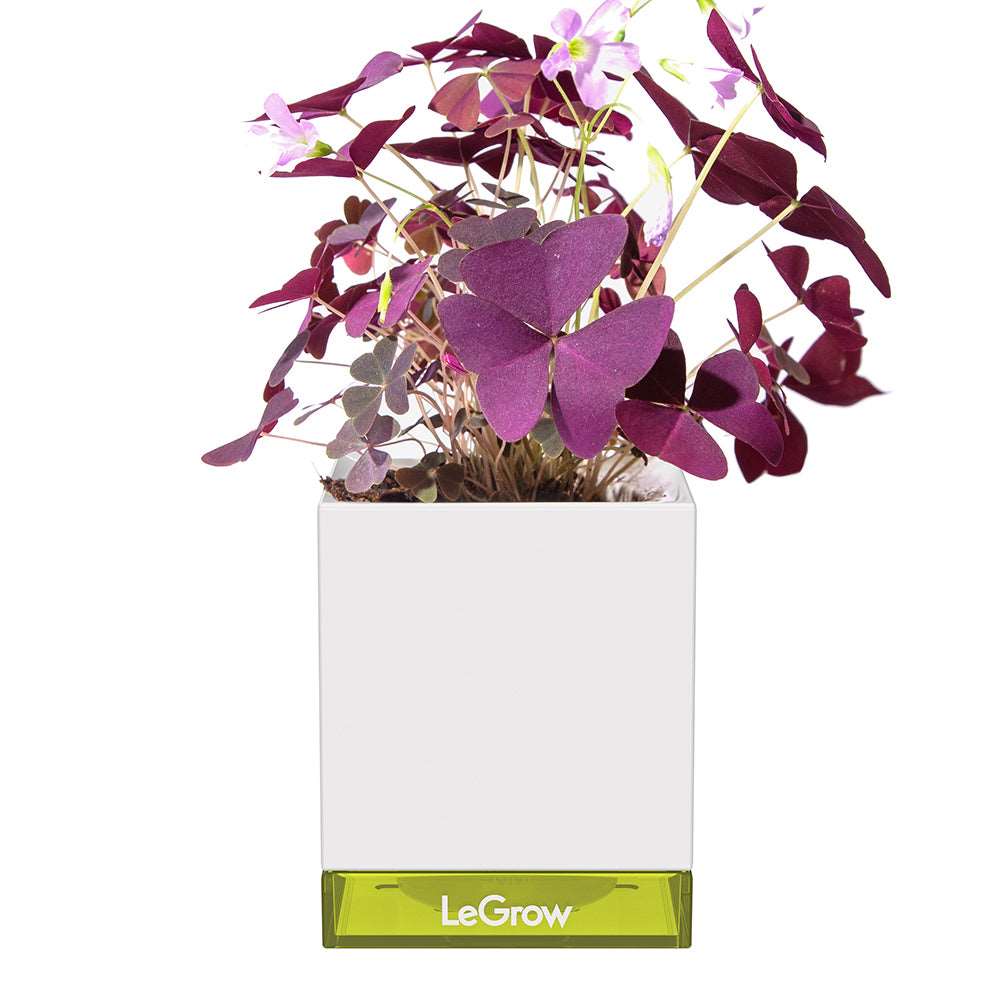 indoor plant starter kit Starter Kit | Self-watering Pot for Indoor Plants