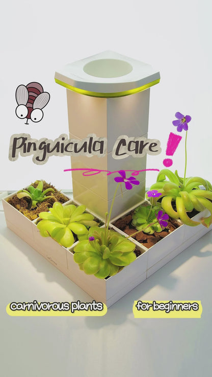 Pinguicula Garden |  LeGrow 10223