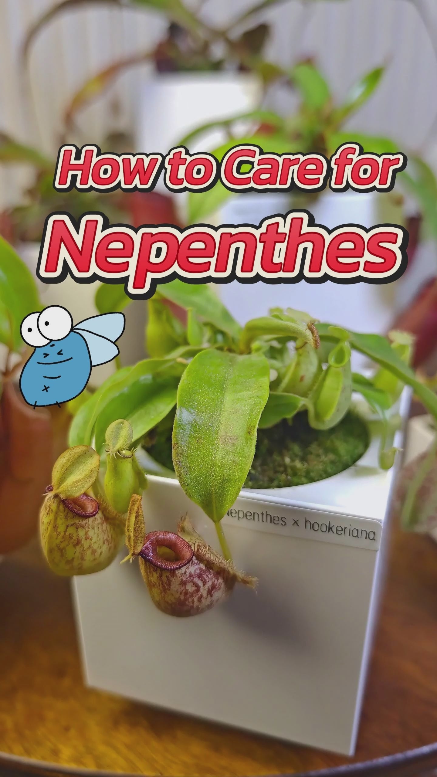 Nepenthes Carnivorous Garden | LeGrow 10227