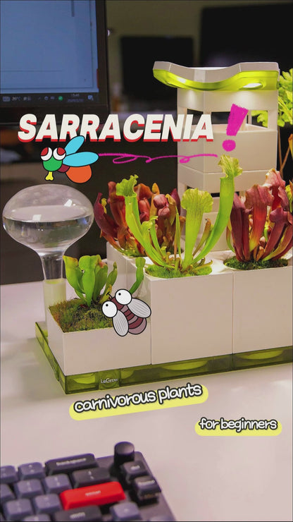 Sarracenia Carnivorous Garden  |  LeGrow100 (10225)