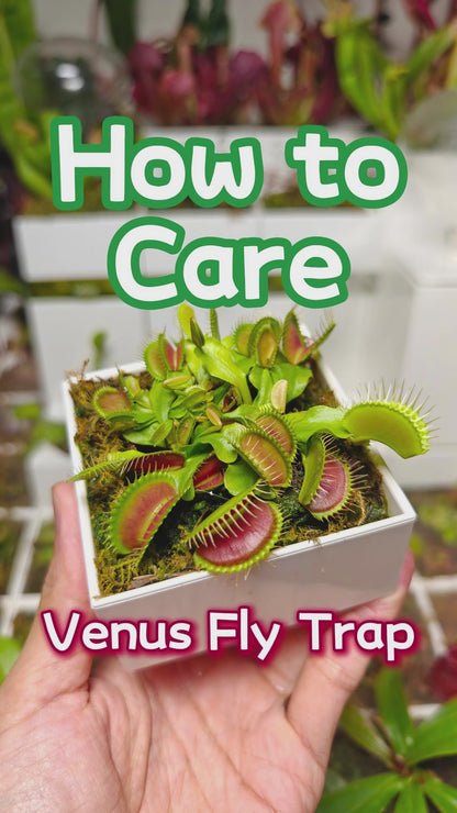 Venus flytraps Carnivorous Garden |  LeGrow100 (10226)