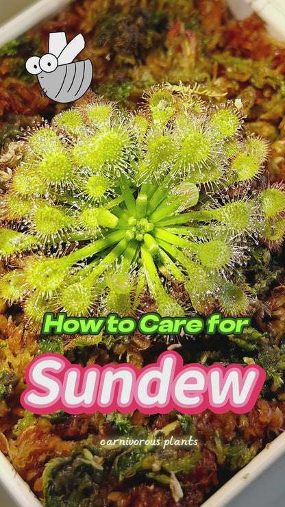 Sundew Garden |  LeGrow 10228