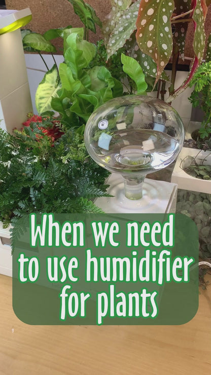 Pots with Humidifier for Indoor plants | LeGrow - H