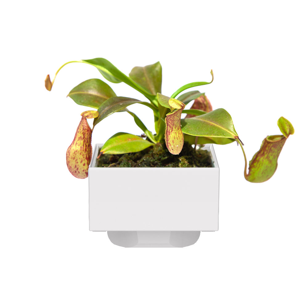 peat moss in potted plants LeGrow Peat Moss Pot