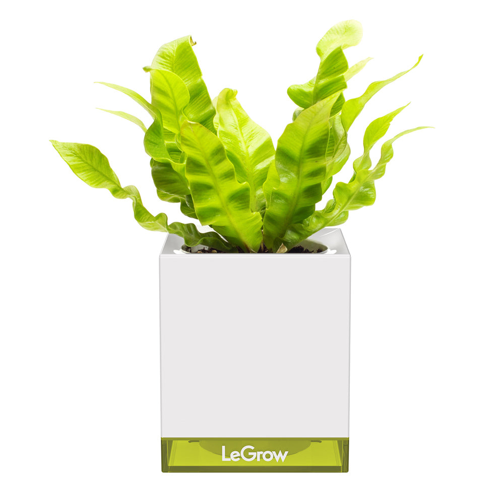 Starter Kit | Self-watering Pot for Indoor Plants |  LeGrow -G